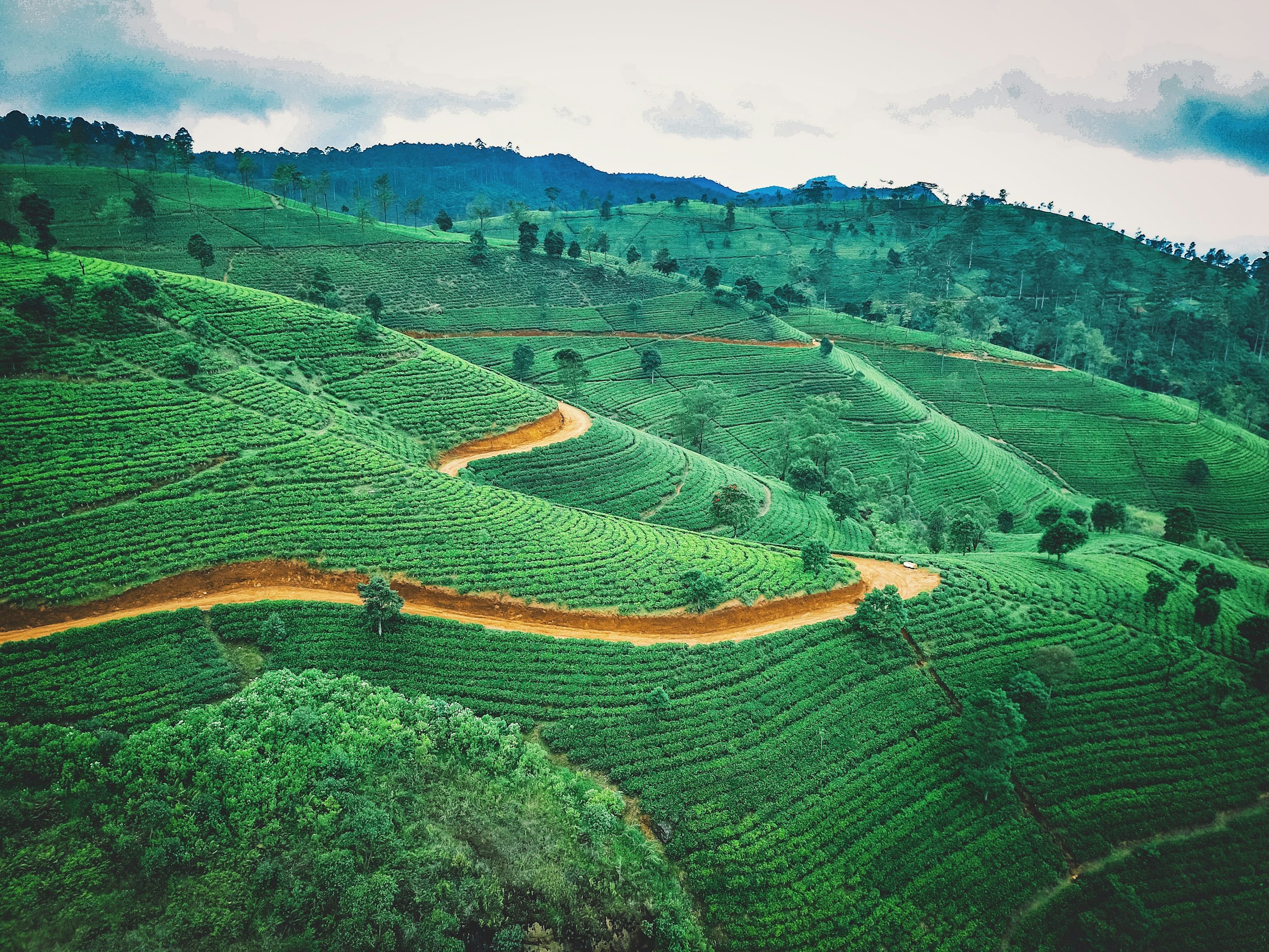 Rows of tea bushes disappearing into morning mist in the Sri Lankan highlands