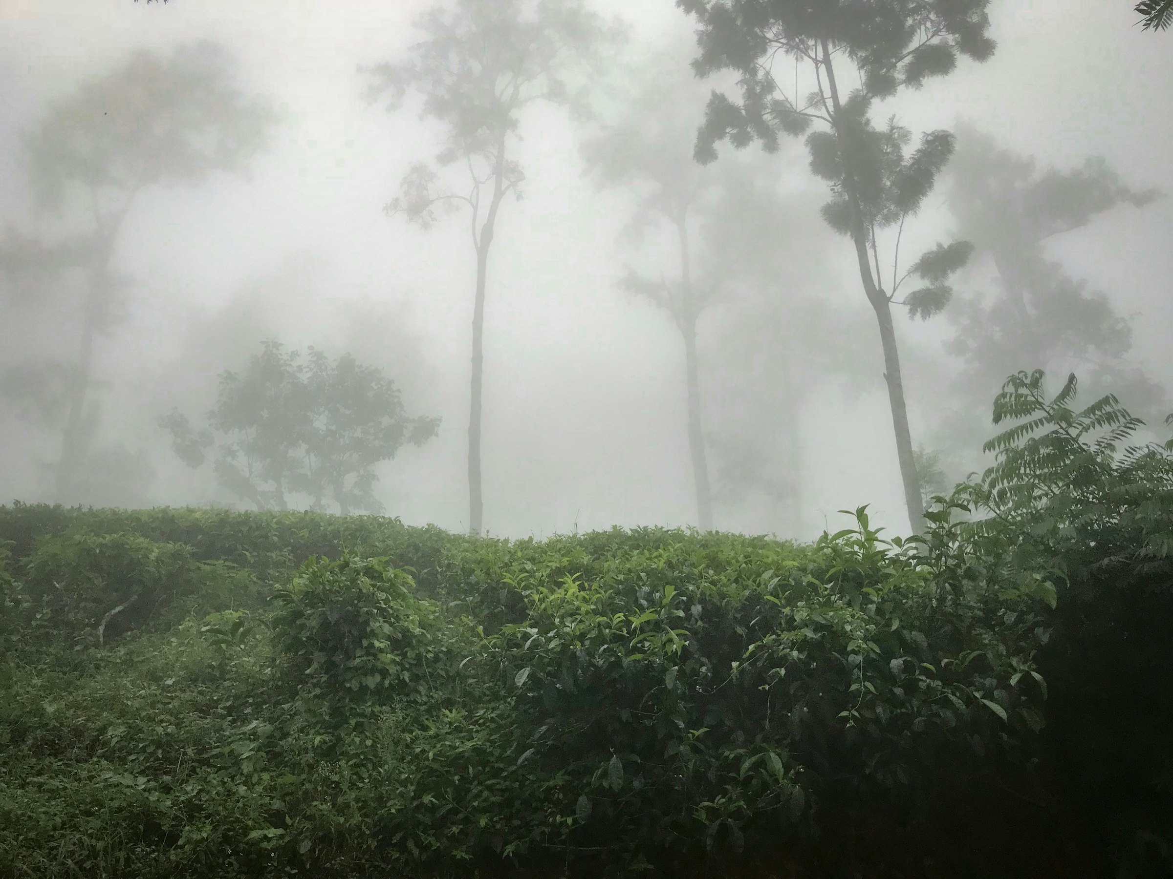 Sunlight filtering through mist in a Sri Lankan rainforest