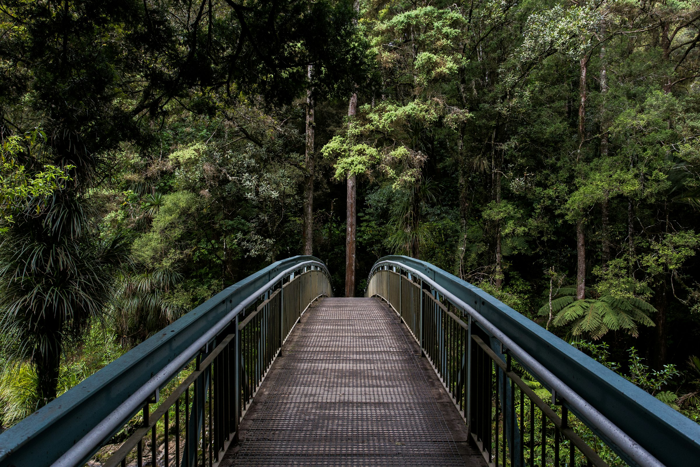 A narrow earth path leading into thick green rainforest