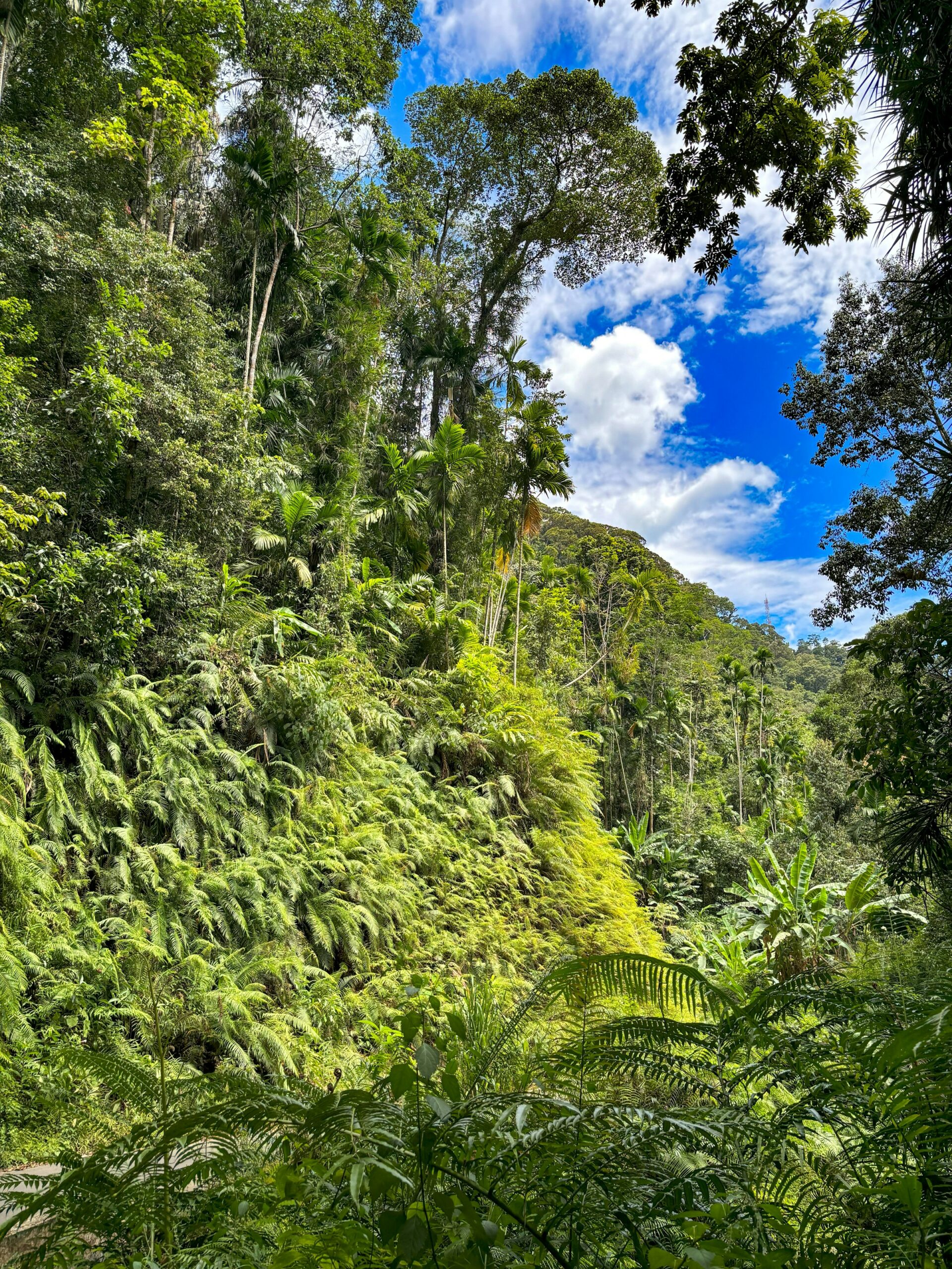 A deep green valley of jungle and terraced hillside