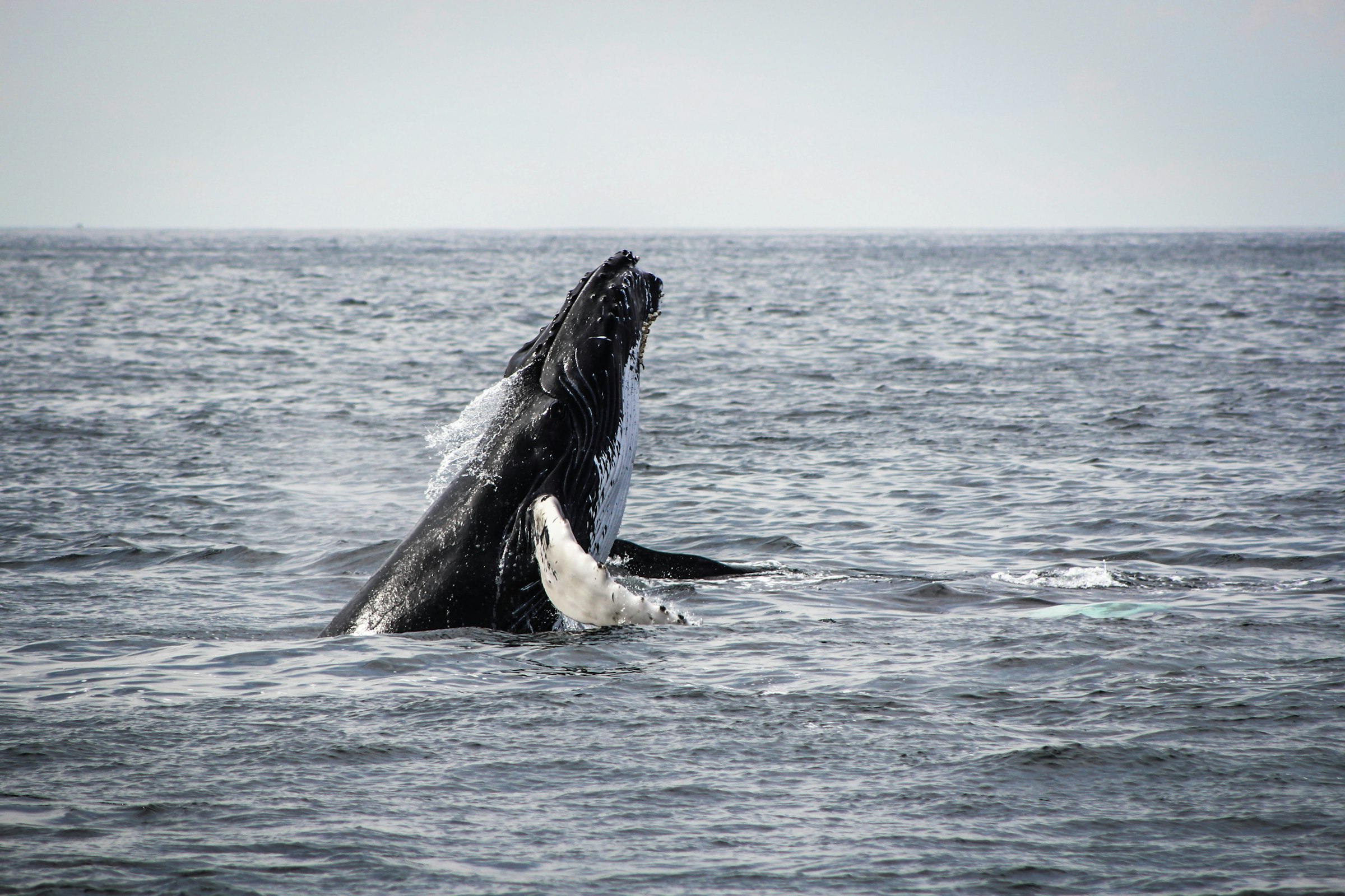 A whale surfacing in deep blue water off the southern coast of Sri Lanka